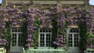 Wisteria Training.