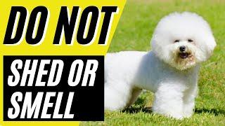 Top 7 Dogs That Dont Shed or Smell  Small Dog Breeds That Dont Shed