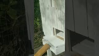 A Chicken Coop Door Design #backyardchickens  #urbanfarming  #shortsfeed