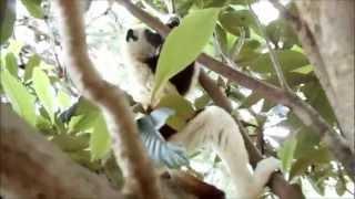 Madagascar Lemur Attack