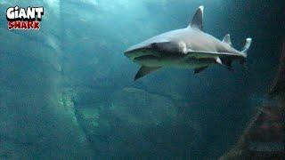 Massive Shark Swimming With Flexible Moves