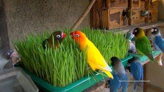 Lovebirds Meal Time WheatGrass  - Saturday July 31st 2021