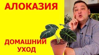 Алоказия. Уход в домашних условиях