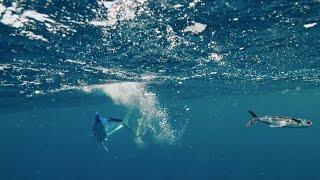 Flying fish hunt - The Hunt Episode 4 preview - BBC One