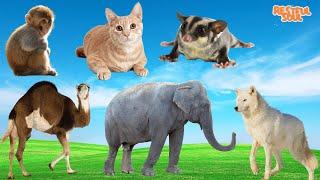 Wild Animal Sounds Monkey Cat Camel Elephant Dog  Animal Moments