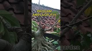 PROGAM BONSAI AMPLAS PUTIH @Rmjgarden