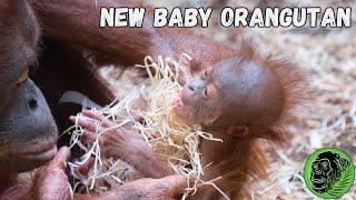 New Mother Orangutan Tries To Care For Her Baby