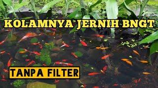 BUDIDAYA IKAN PLATY MOLLY DAN GUPPY DI KOLAM JERNIH.