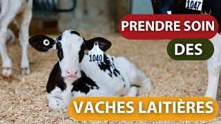 PRENDRE SOIN DES VACHES LAITIÈRES