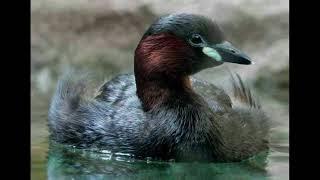 Little Grebe Bird Call