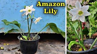 अमेज़न लिली - दुनिया के सबसे सुन्दर फूलों में से एक फूल  How to grow Amazon Lily With FULL RESULT