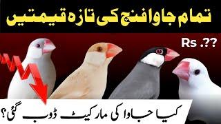 All java price update  java finch price in pakistan  Silver white fawn grey Opal Jawa sparrow rate