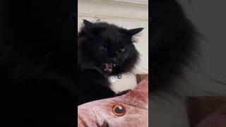 Halloween Black Cat Fights Pillow Cat #catprank