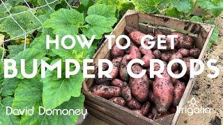 How to get bumper crops with an Irrigatia watering system