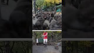 Japanese Snow Monkeys Food Buffet Cart Run