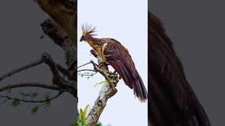 Hoatzin  The Stink Bird