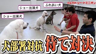 動物園の犬を扱うスタッフで「ガチンコ待て対決」したらおもしろすぎた！