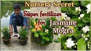 Nursery Secret of Enormous Flowering in Jasmine  Mogra Plant