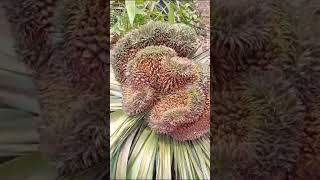 Amazing pineapple fruit in Mizoram