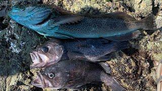 How to Catch LINGCOD and ROCKFISH From SHORE Northern California Rock Fishing
