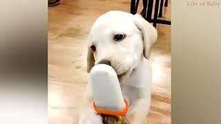 Most Amazing 1 Hour of Cute Kids And Pets 2020  Funny Pet Videos