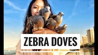 Zebra Doves - Hawaii’s CUTEST LITTLE DOVES