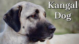 Kangal Dog  Is it right for you?