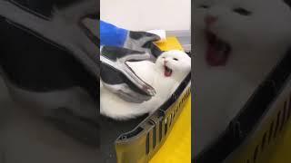 #shorts #short #cat #cats #catlover #kucing #cute  #catvideos #funny #viral
