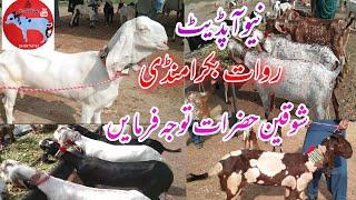 Rawat bakra Mandi goat for sale new updatehow to start goat farminggoat for sale in mandicowtvpk