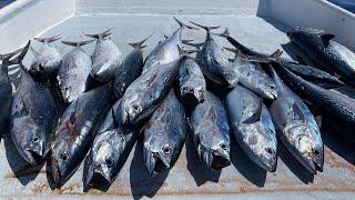 BOAT Full of TRASH Fish...Catch Clean Cook- Bonito False Albacore