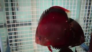 San Merah Discus Fish Breeding Pair With Babies