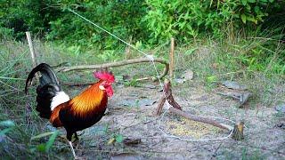 Build simple wild chicken trap using wood  Easy make a wild chicken trap