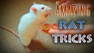 Awesome Amazing Rat Tricks