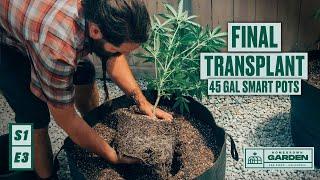 S1E3 Cannabis Greenhouse Final Transplant Into 45 Gallon Smart Pots  Homegrown Cannabis co. Garden
