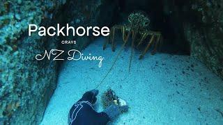 Free Diving for Packhorse Crays The biggest Lobsters in the world