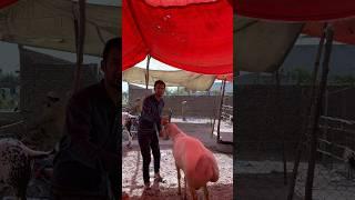 Burger visits Bakra Mandi #eid2024 #bakraeid #islamabad