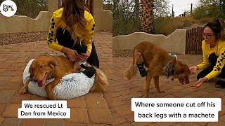 Dog Rescued From Mexico After Someone Chopped Off His Back Legs