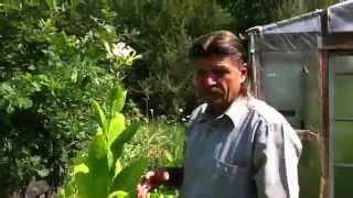 Выращивание табака моя маленькая табачная плантация
