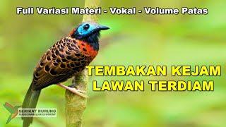 LAWAN TERDIAM  Masteran Tembakan Kejam Full Variasi Materi Untuk Murai Batu C.Ijo Kacer - Mewah