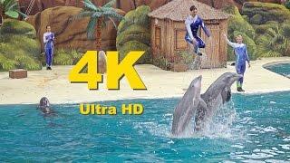 4KUltra HD Boudewijn Seapark Dolfijnenshow