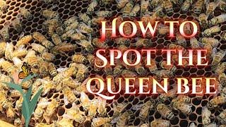 How to Spot the Queen Bee - Apis Mellifera