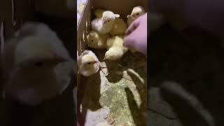 Ayam gemoy gemoy kaya #video  ayam kampus #shorts