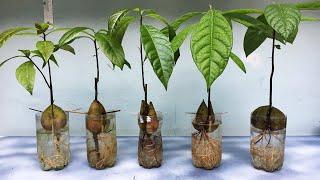 Growing avocado seeds in water very easy