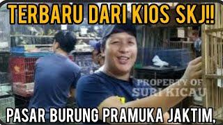 terbaru dari kios skj  pasar burung pramuka jaktim