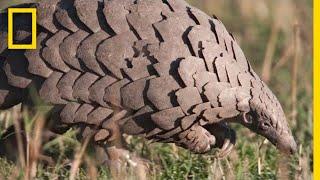 Pangolins The Most Trafficked Mammal Youve Never Heard Of  National Geographic