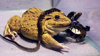 Hungry Asian Bullfrog Tries to Eat Big Snake  Warning Live Feeding