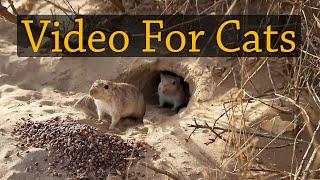 Video For Cats - Gerbils in The Holes - Cat Entertainment