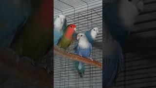 African Lovebirds - Agapornis roseicollis longfeather breeding males #parrot #africanlovebird #bird