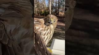 Hawk Makes HILARIOUS Face After Being Rescued #Birds #Shorts #Pets