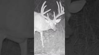 Velvet Giants incoming #hunting #deer #bigbuck #outdoors